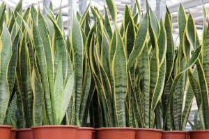 Potted-Sansevieria-trifasciata-Laurentii.jpg.1000x0_q80_crop-smart