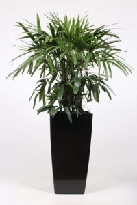 rhapis-excelsa-pot-and-water-meter