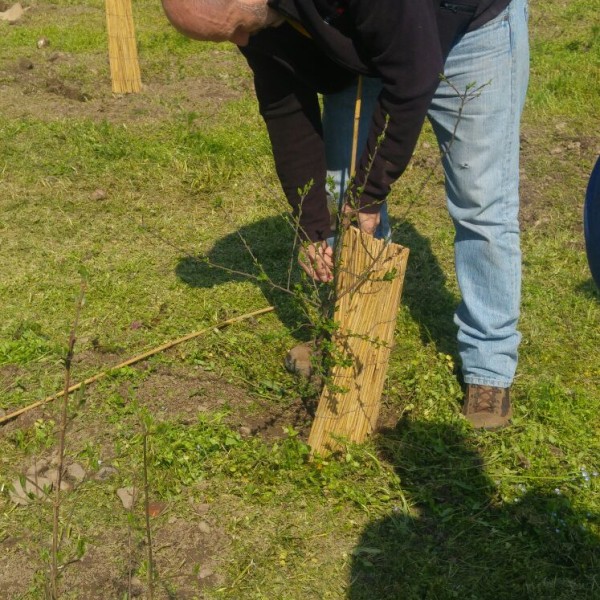 FOTO - #unalberoè (10)