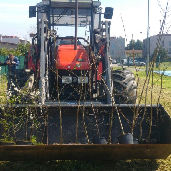 FOTO - #unalberoè (12)