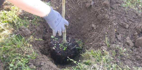 FOTO - #unalberoè (2)