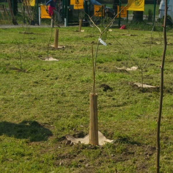 FOTO - #unalberoè (5)