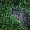 Il Regolamento EUDR tutela gli alberi
