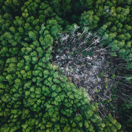 Il Regolamento EUDR tutela gli alberi
