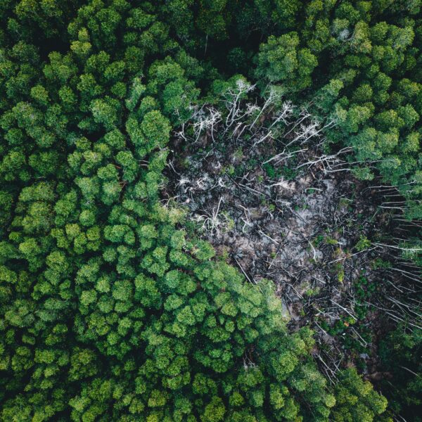 Il Regolamento EUDR tutela gli alberi