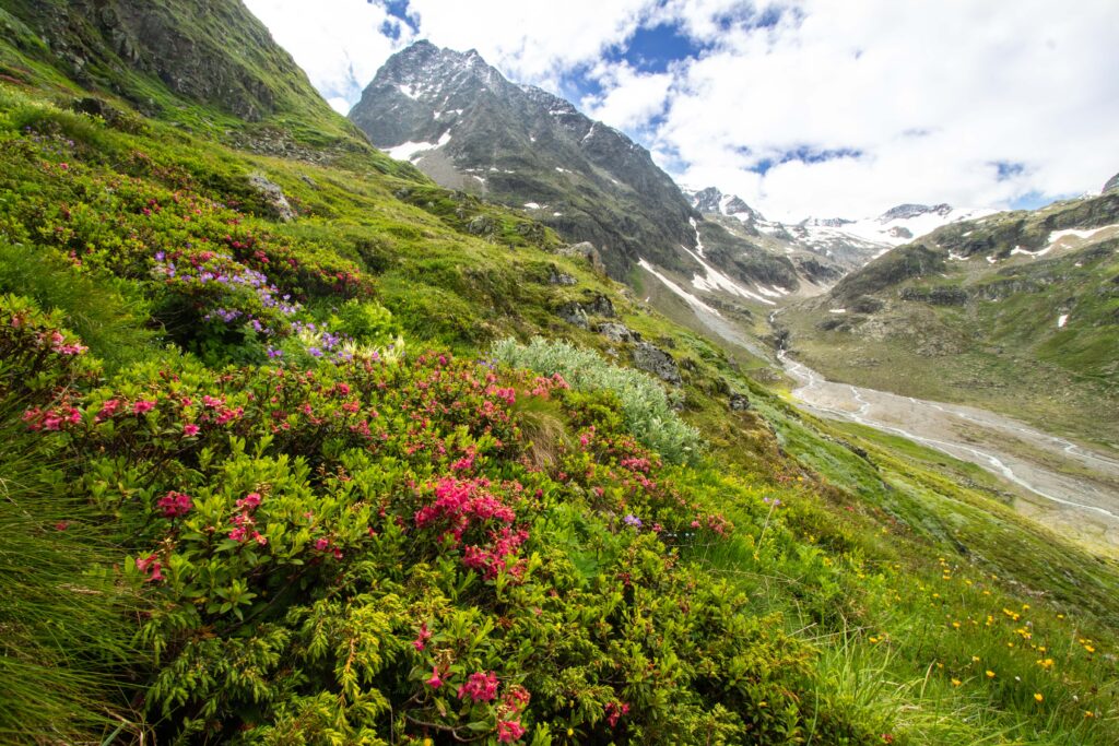Piante sulle montagne europee che crescono con più facilità