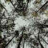 Alberi in Italia