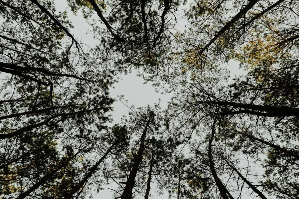 Alberi in Italia
