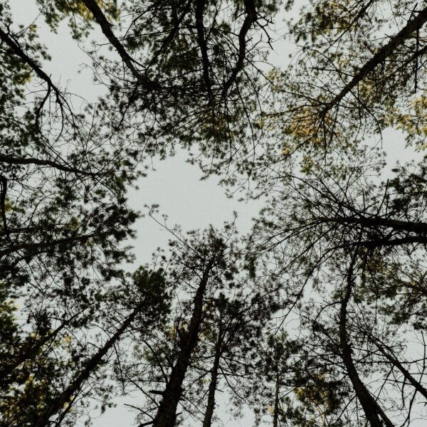 Alberi in Italia